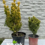 taxus-summergold-varijacije