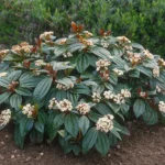 viburnum-davidii-1