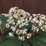 viburnum-davidii-2