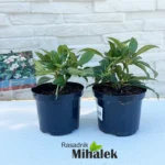 viburnum-davidii-sadnice
