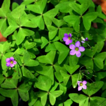 oxalis-latifolia-2