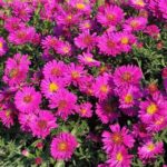 Aster-dumosus-kassel-1