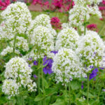 centranthus-ruber-albus-3