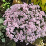 flox-subulata-kimono-3