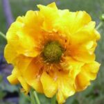 geum-chiloense-goldball-3