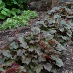 heuchera-rachel-2
