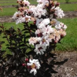 lagerstroemia-black-diamond-pure-white-1