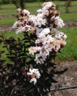 lagerstroemia-black-diamond-pure-white-1