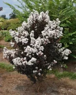 lagerstroemia-black-diamond-pure-white-2