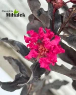 lagerstroemia-black-diamond-red-pink-nove-2