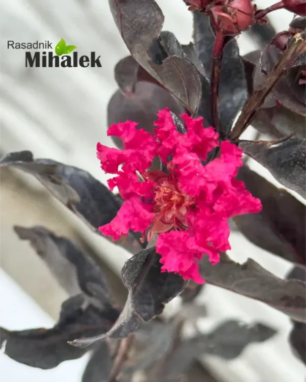 lagerstroemia-black-diamond-red-pink-nove-2