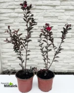 lagerstroemia-black-diamond-red-pink-nove-3
