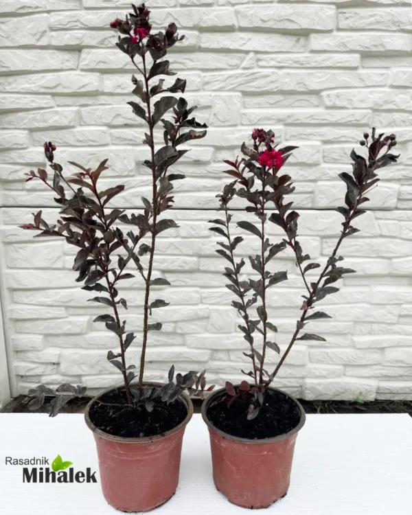 lagerstroemia-black-diamond-red-pink-nove-3