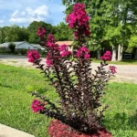 lagerstroemia-black-diamond-magenta