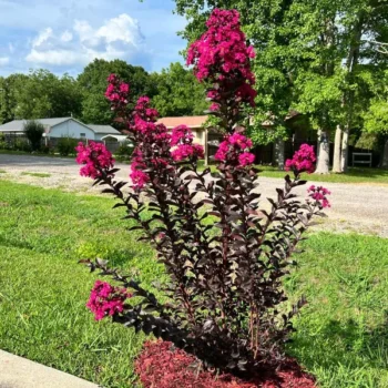 lagerstroemia-black-diamond-magenta