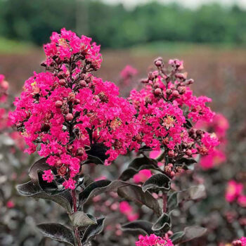 lagerstroemia-black-diamond-magenta-2