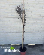 Lagerstroemia Black Diamond "Pure White" - Image 3