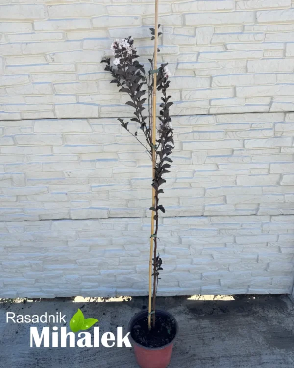 Lagerstroemia Black Diamond "Pure White" - Image 3