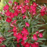 oleander-crveni-1