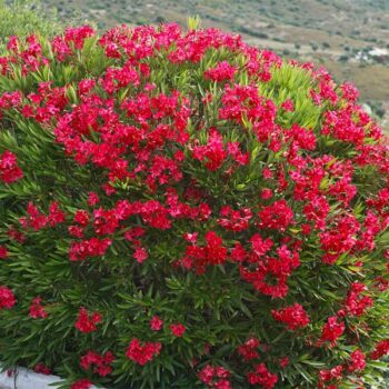oleander-crveni-3