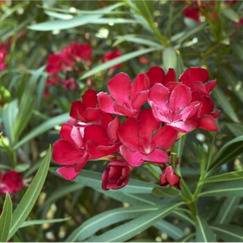 oleander-crveni-4