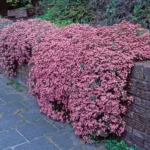 saponaria-ocymoides-1