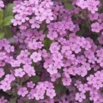 saponaria-ocymoides-2