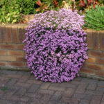 saponaria-ocymoides-3