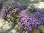 saponaria-ocymoides-4