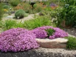 saponaria-ocymoides-5
