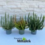 calluna-beauty-ladies-skyline-mix-sadnice