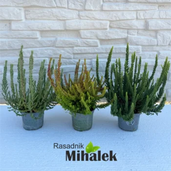 calluna-beauty-ladies-skyline-mix-sadnice