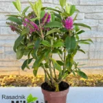 hebe-veronica-ruzicasta-2