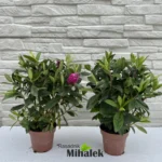 hebe-veronica-ruzicasta-5