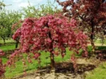 malus-purpurea-royal-beauty-3