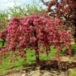 malus-purpurea-royal-beauty-3