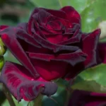 black-baccara-1