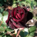 black-baccara-3