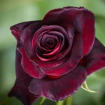 black-baccara-4