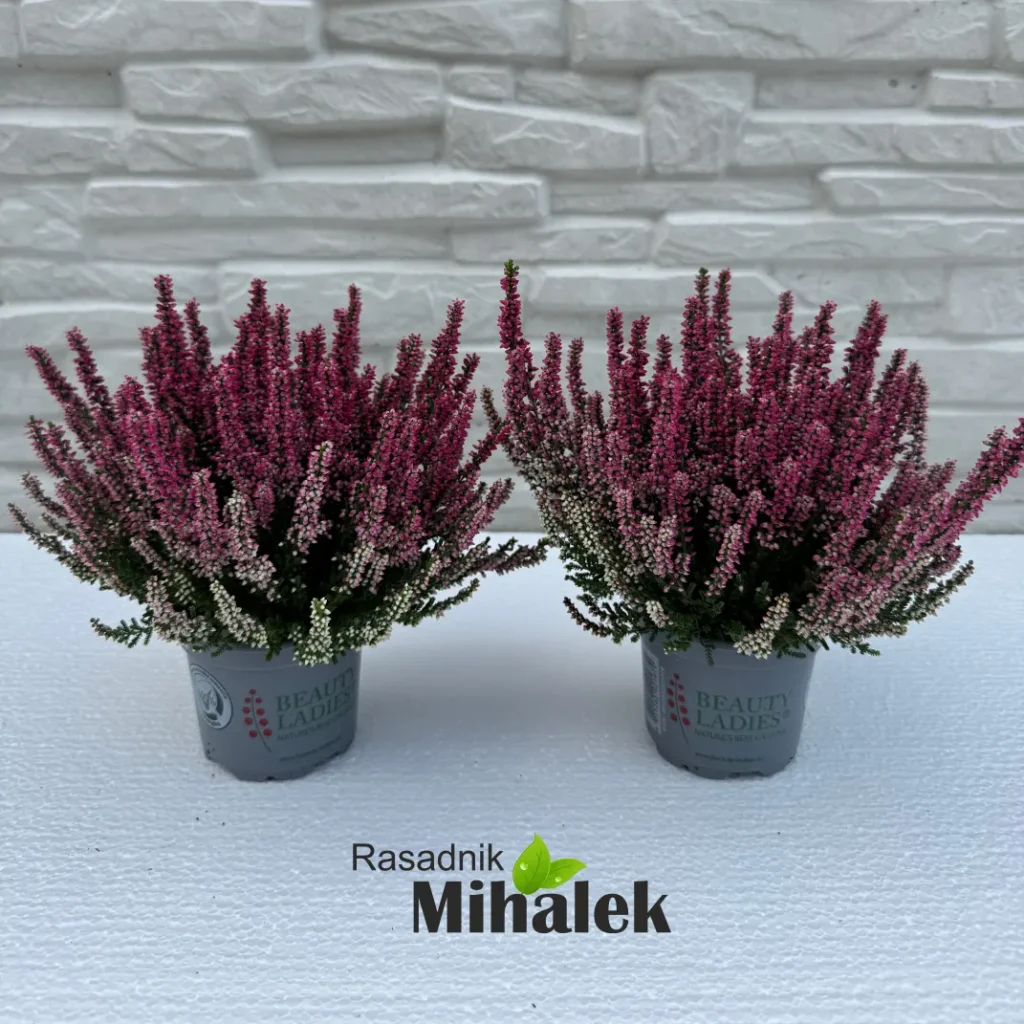 calluna-beauty-ladies-crvena-2