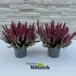 calluna-beauty-ladies-crvena-2