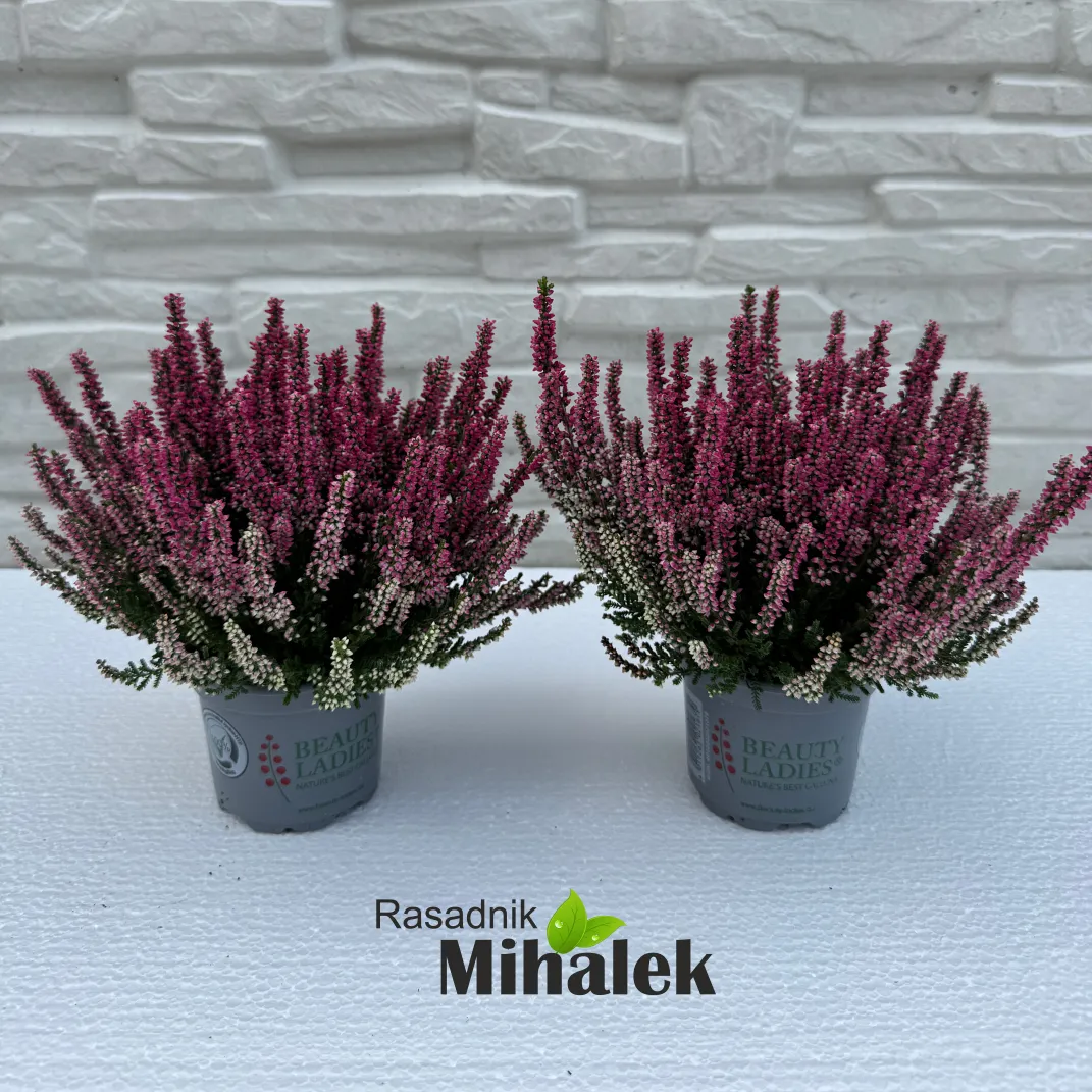 calluna-beauty-ladies-crvena-2 calluna-beauty-ladies-crvena-2