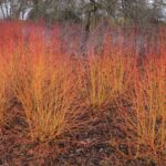 cornus-sanguinea-midwinter-fire-4
