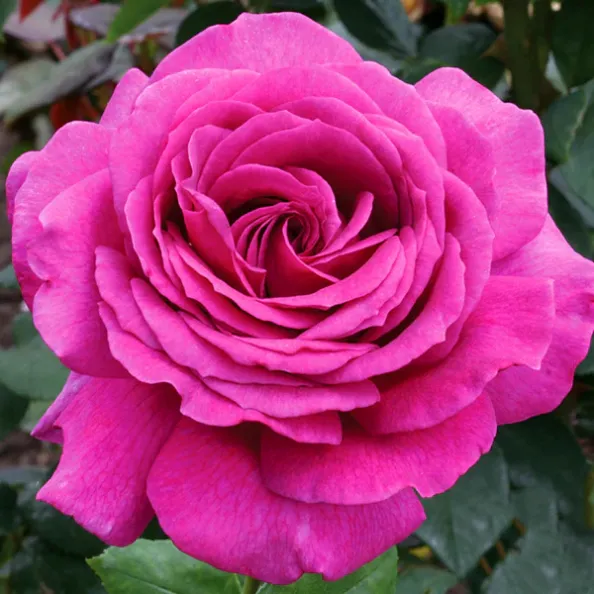 kuglasta-ruza-stablasica-big-purple-1 kuglasta-ruza-stablasica-big-purple-1