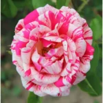 kuglasta-ruza-stablasica-renesansa-1