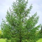 larix-kaempferi5