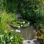 mix-vodenih-biljaka-1