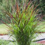 panicum-virgatum-shenandoah-3