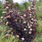 physocarpus-opulifolius-red-baron-3