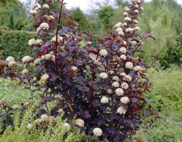 physocarpus-opulifolius-red-baron-3